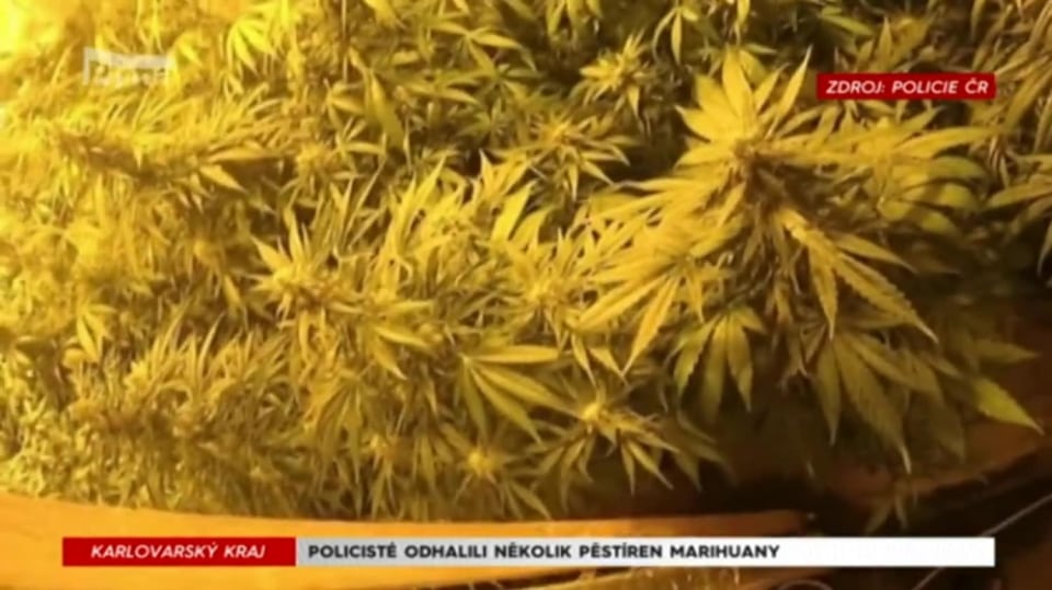 19. 1 .2018 KRIMI: POLICISTÉ ODHALILI NĚKOLIK PĚSTÍREN MARIHUANY